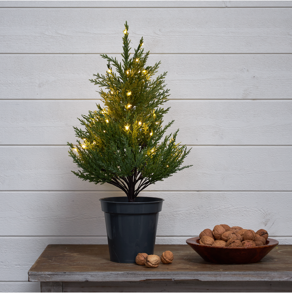 Dekorationsträd Thuja
