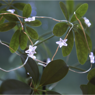 Ljusslinga Stars