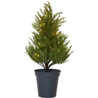 Dekorationsträd Thuja