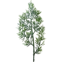 612-52,612-53_FL_002.png