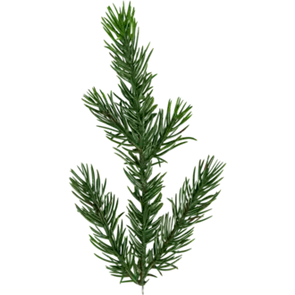 Julgran Malung