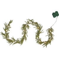612-43_FL_001.png